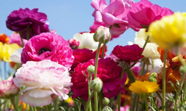 Quelles sont les fleurs vivaces à planter au printemps ?