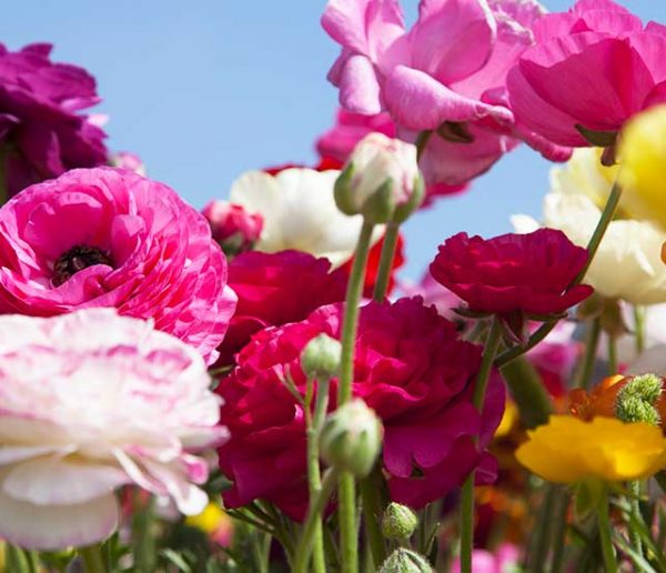 Quelles sont les fleurs vivaces à planter au printemps ?