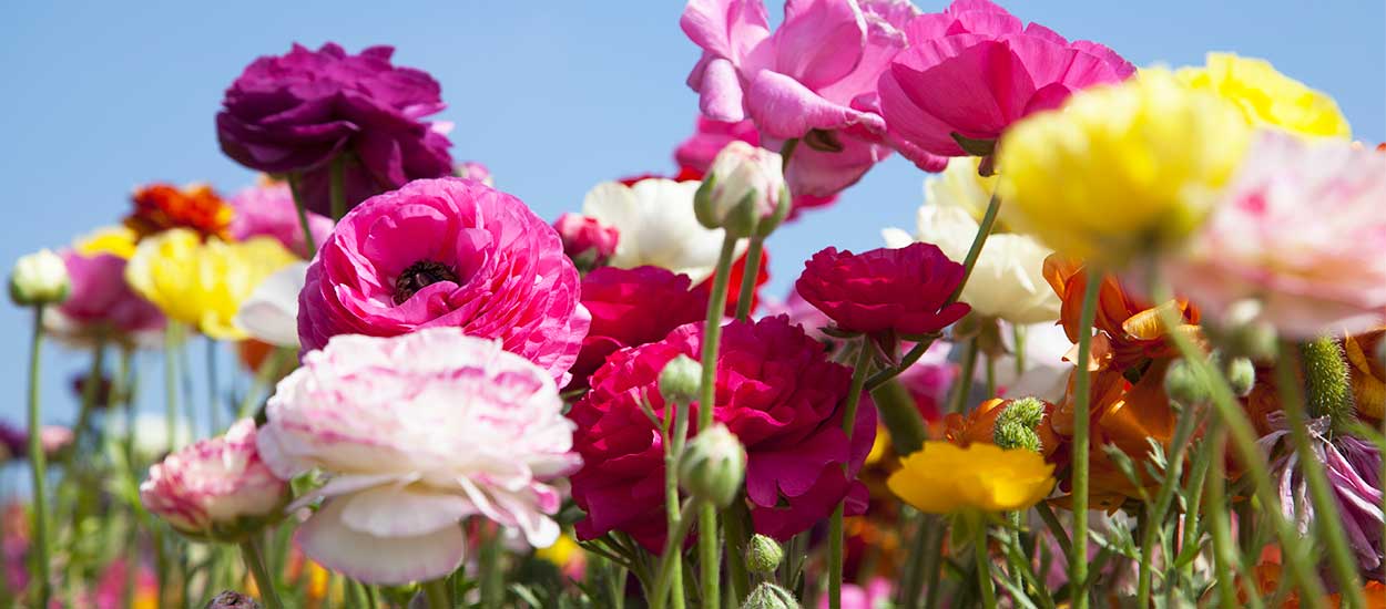 Jardin : quelles fleurs vivaces peut-on planter au printemps ?