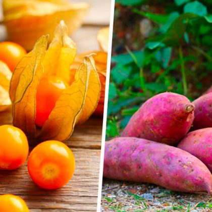 10 plantes exotiques qui résistent à la canicule à tester dans votre potager