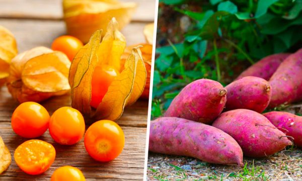 10 plantes exotiques qui résistent à la canicule à tester dans votre potager