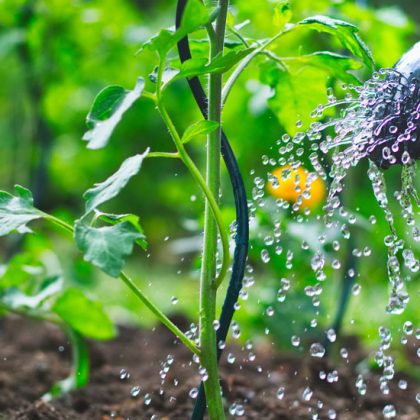 Voici comment préparer son potager au réchauffement climatique et à la sécheresse