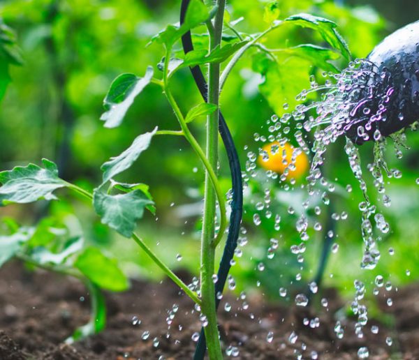 Voici comment préparer son potager au réchauffement climatique et à la sécheresse