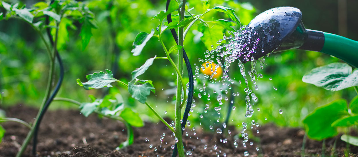 Voici comment préparer son potager au réchauffement climatique et à la sécheresse