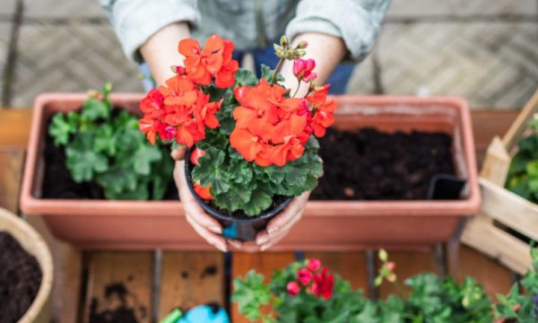 Que planter au printemps dans ma jardinière ?