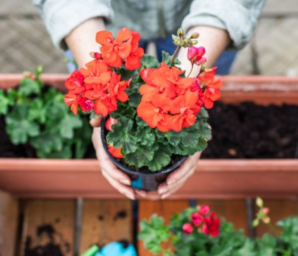 Que planter au printemps dans ma jardinière ?