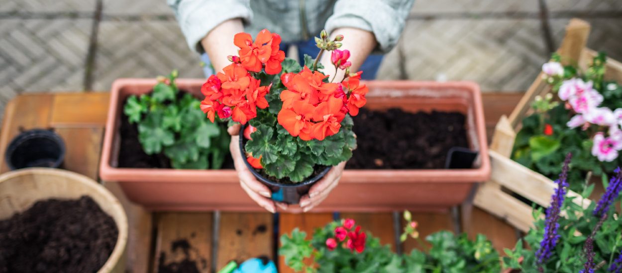 Fleurs, fruits, légumes : que planter en mars et avril dans ma jardinière ?