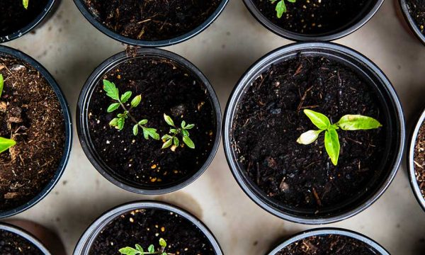 Tout ce qu'il y a à savoir pour réussir ses semis au potager