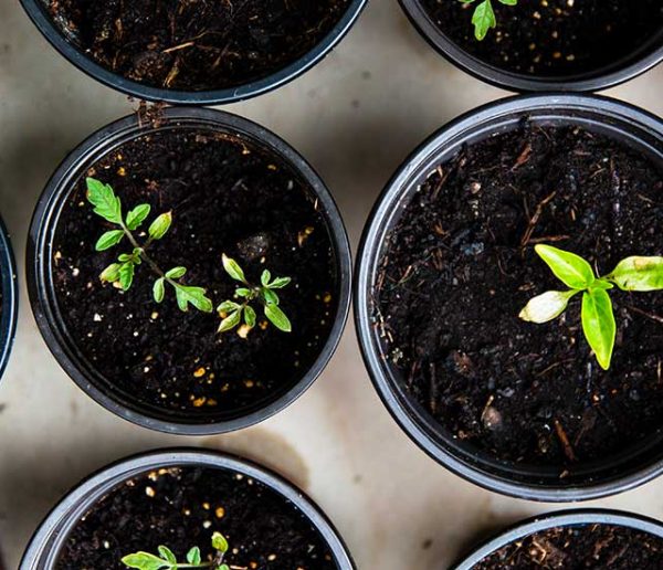 Tout ce qu'il y a à savoir pour réussir ses semis au potager