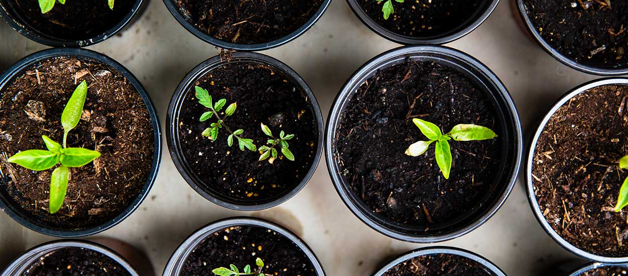 Tout ce qu'il y a à savoir pour réussir ses semis au potager