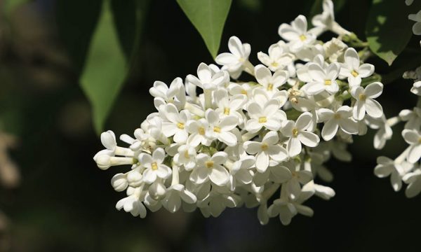 Printemps : 5 plantes sauvages à ramasser au gré de vos balades