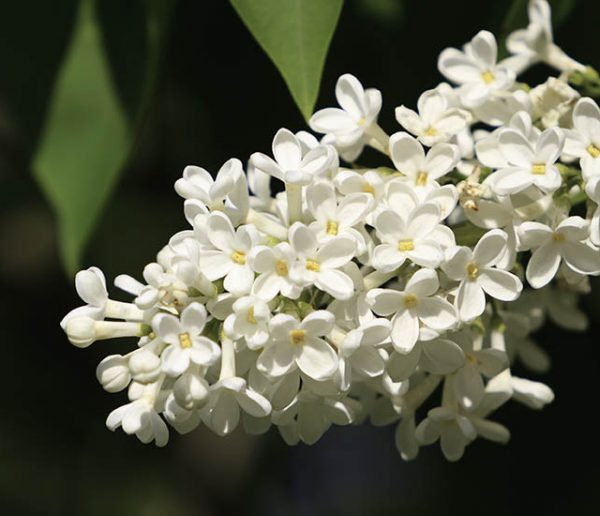 Printemps : 5 plantes sauvages à ramasser au gré de vos balades