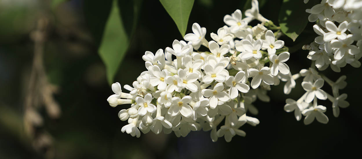 Printemps : 5 plantes sauvages à ramasser au gré de vos balades