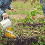 Un enfant et son père arrose le jardin en hiver