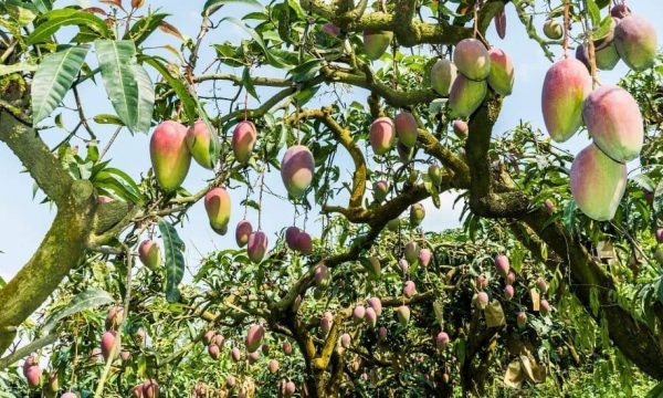 Cet homme a cultivé 300 variétés de mangues sur un seul arbre !