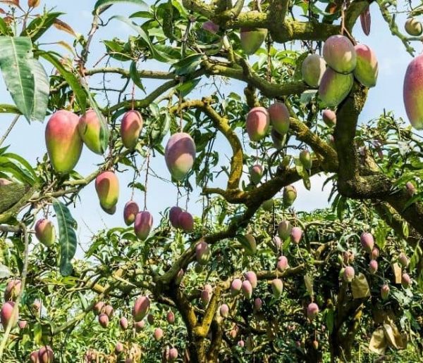 Cet homme a cultivé 300 variétés de mangues sur un seul arbre !