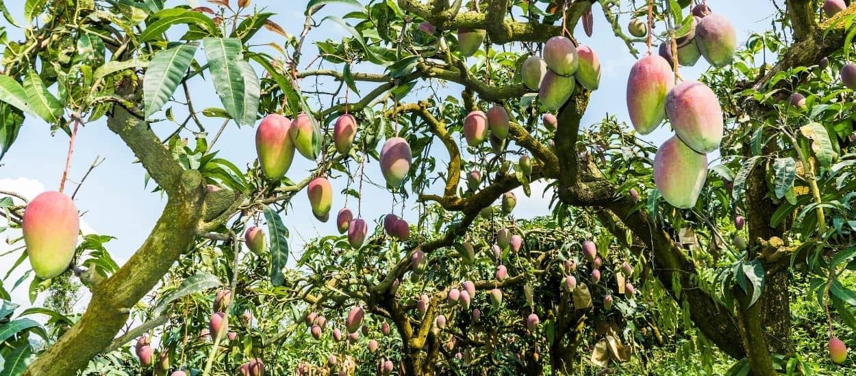 Cet homme a cultivé 300 variétés de mangues sur un seul arbre !