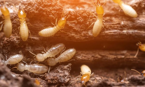 Alerte termites : comment s'en débarrasser ?