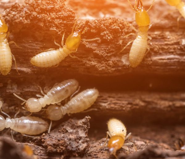 Alerte termites : comment s'en débarrasser ?