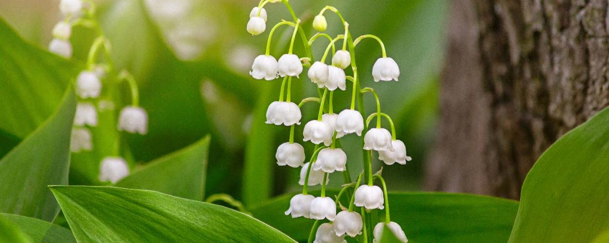 Muguet : comment le faire fleurir dans son jardin et planter ceux reçus en pot ?