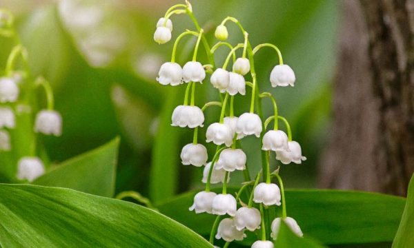 Muguet : comment le faire fleurir dans son jardin et planter ceux reçus en pot ?