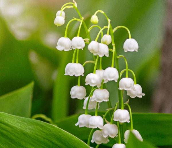 Muguet : comment le faire fleurir dans son jardin et planter ceux reçus en pot ?