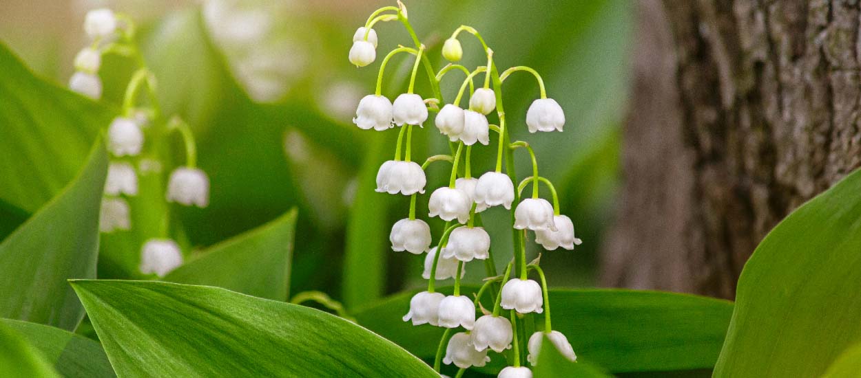 Muguet : comment le faire fleurir dans son jardin et planter ceux reçus en pot ?