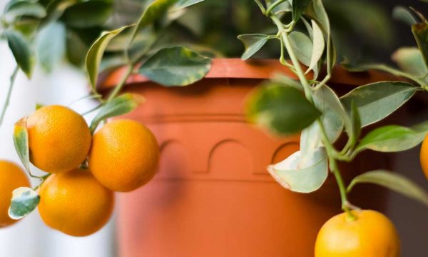 Citronnier et oranger : comment cultiver des agrumes en pot ?