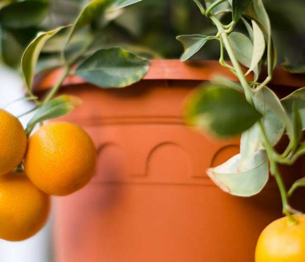 Citronnier et oranger : comment cultiver des agrumes en pot ?