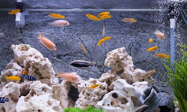 Question pas si bête : peut-on utiliser l'eau des poissons pour arroser ses plantes ?