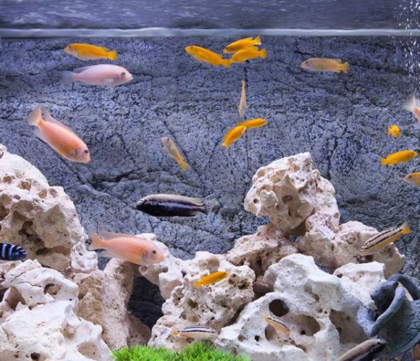 Question pas si bête : peut-on utiliser l'eau des poissons pour arroser ses plantes ?