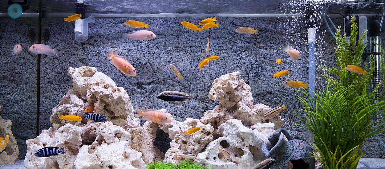 Peut-on utiliser l'eau des poissons pour arroser ses plantes ?