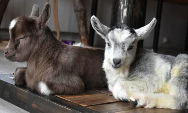 Cette association cherche des adoptants pour sauver des chèvres et des boucs