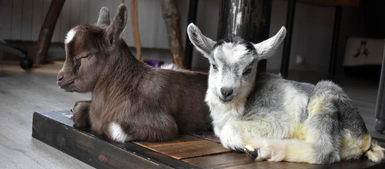 Cette association cherche des adoptants pour sauver des chèvres et des boucs