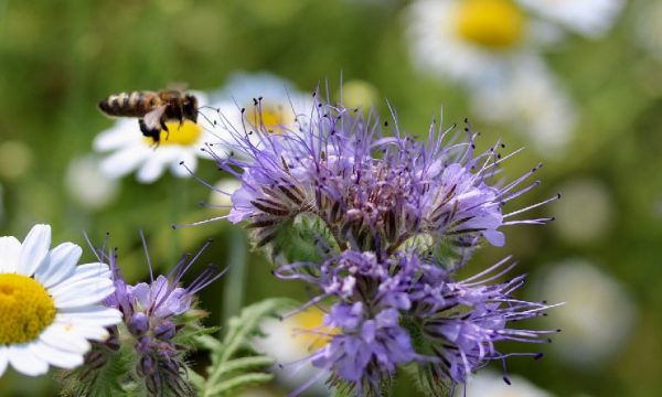 Bon pour les abeilles : 5 fleurs et plantes mellifères à semer au printemps