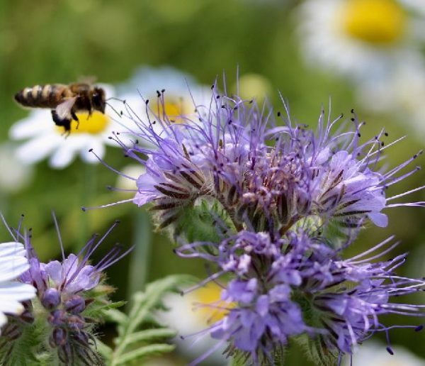 Bon pour les abeilles : 5 fleurs et plantes mellifères à semer au printemps