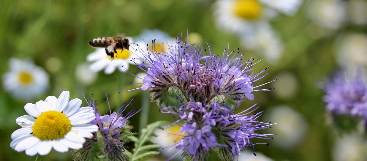 Bon pour les abeilles : 5 fleurs et plantes mellifères à semer au printemps