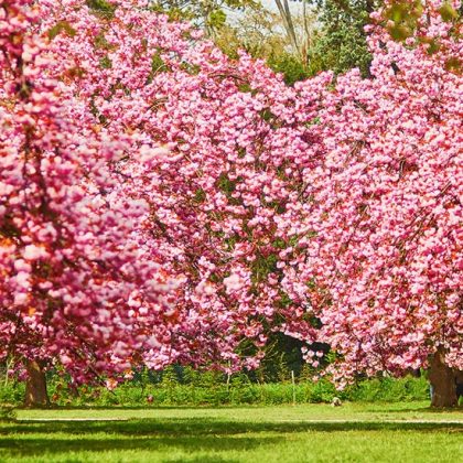 Hanami : 9 lieux près de chez vous pour admirer les cerisiers en fleurs