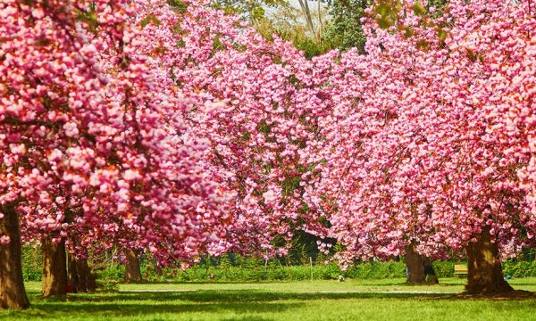 Hanami : 9 lieux près de chez vous pour admirer les cerisiers en fleurs