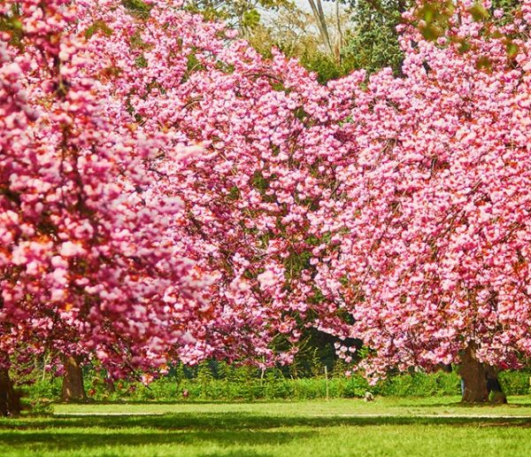 Hanami : 9 lieux près de chez vous pour admirer les cerisiers en fleurs