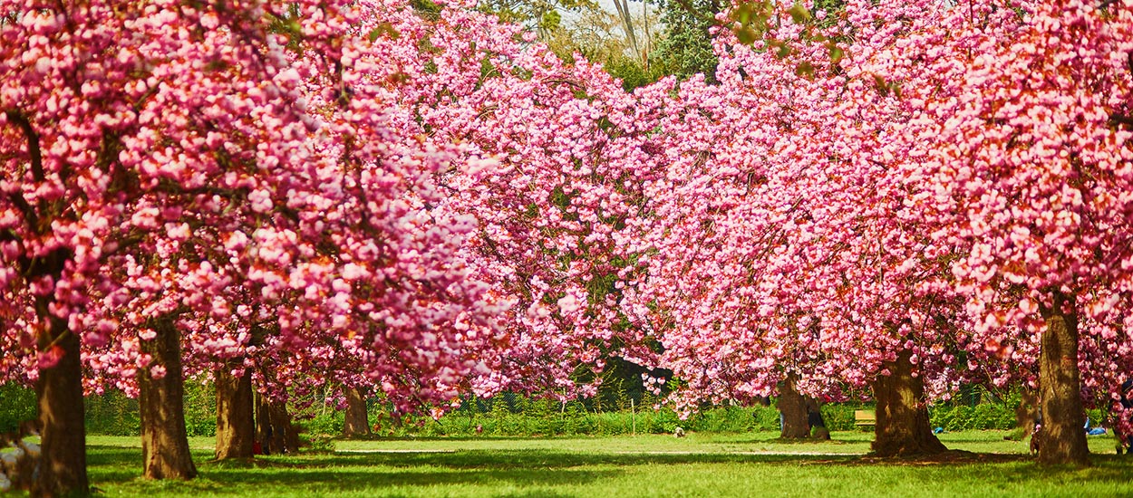 Hanami : 9 lieux près de chez vous pour admirer les cerisiers en fleurs