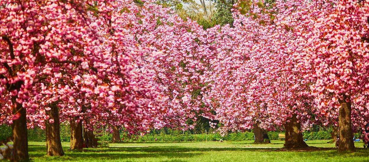 Hanani, 9 lieux où vous découvrirez des cerisiers en fleurs