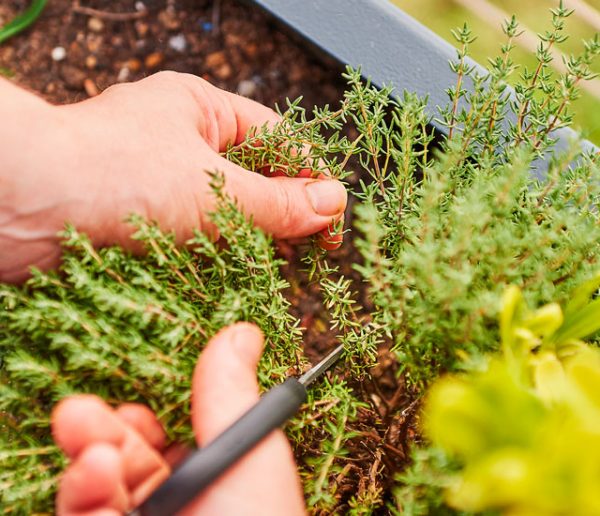 5 techniques pour préparer des potions de plantes et protéger naturellement votre jardin