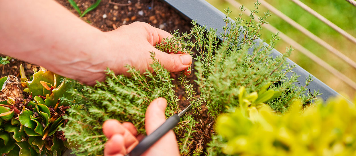 5 techniques pour préparer des potions de plantes et protéger naturellement votre jardin