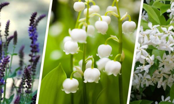 12 plantes odorantes à adopter pour créer un jardin de senteurs