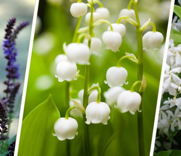 12 plantes odorantes à adopter pour créer un jardin de senteurs