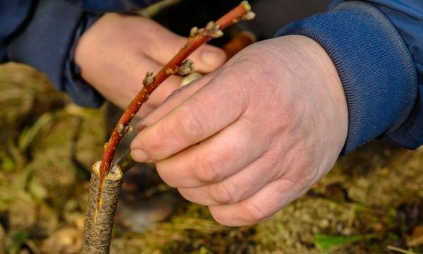 La greffe des arbres fruitiers pour les nuls : comment débuter votre verger