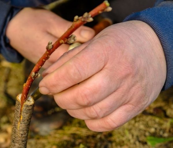 La greffe des arbres fruitiers pour les nuls : comment débuter votre verger