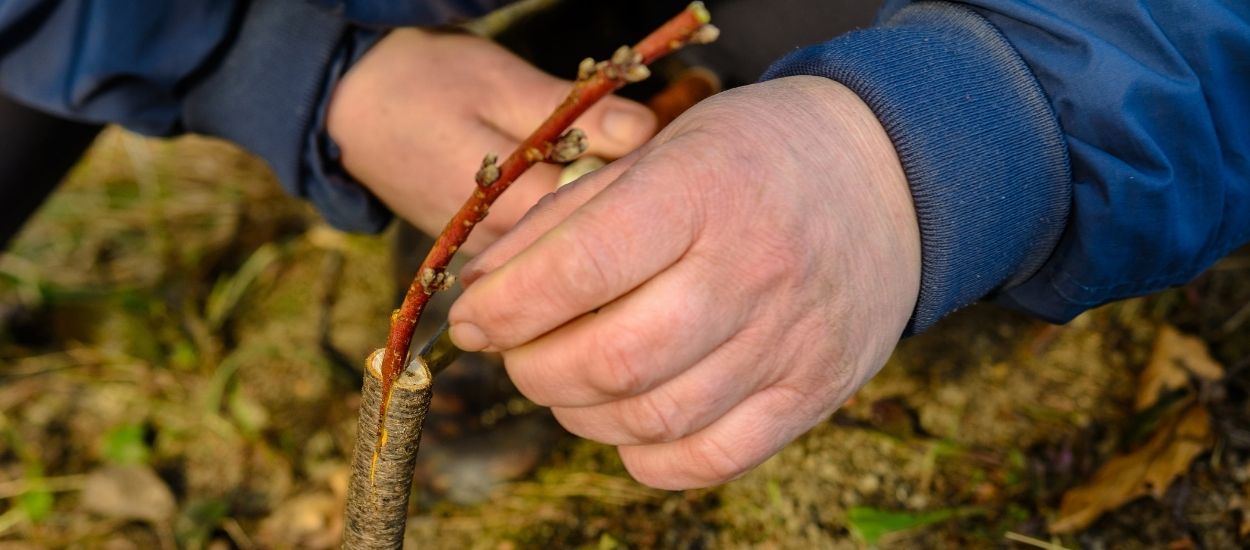 La greffe des arbres fruitiers pour les nuls : comment débuter votre verger