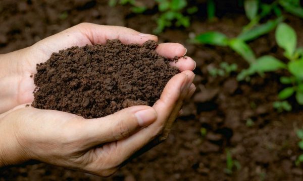 Comment bien utiliser son compost dans son jardin et son potager ?